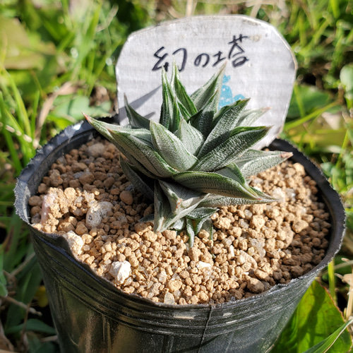 ハオルチア 花時計　子株付き ハオルチア 花時計 子株付き ハオルチア 花時計 子株付き - Other