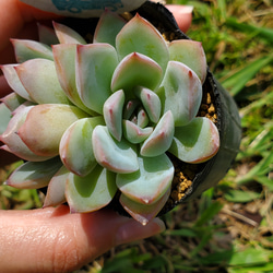 ブレイブ 多肉植物 エケベリア 5枚目の画像