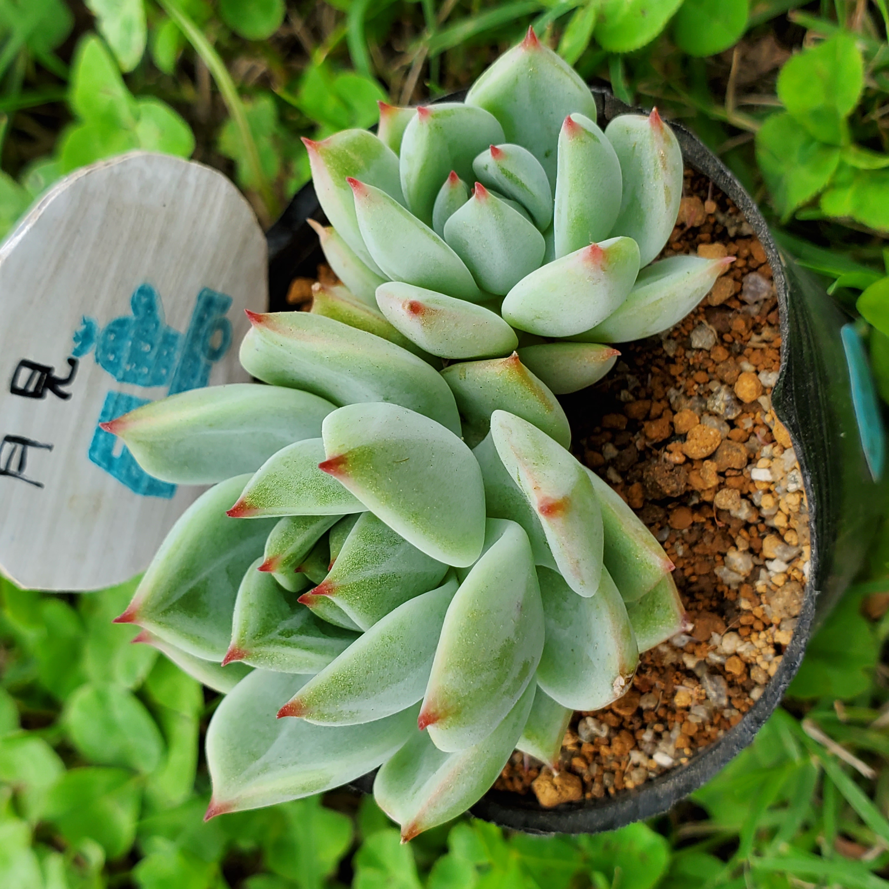 多肉植物 寄せ植え そのまま飾れる‪ ꪔ̤̮/