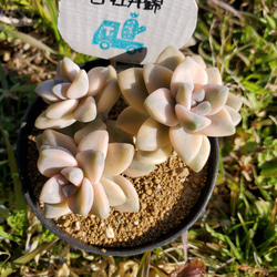 白牡丹錦 多肉植物 エケベリア ティテュバンス錦 その他 白牡丹錦 多肉植物 エケベリア ティテュバンス錦 その他