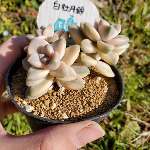 白牡丹錦 多肉植物 エケベリア ティテュバンス錦 その他