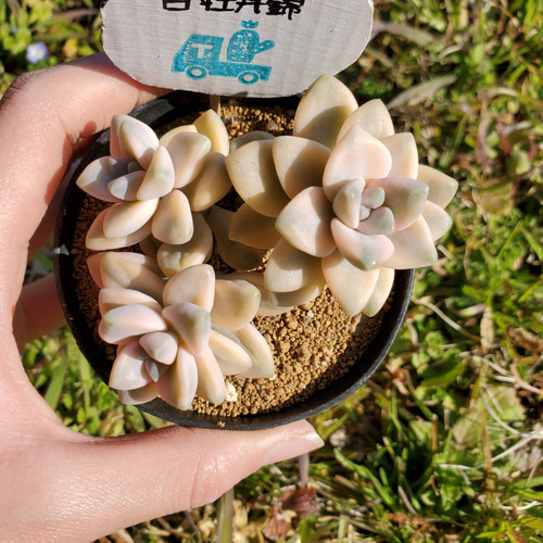 白牡丹錦 多肉植物 エケベリア ティテュバンス錦 その他