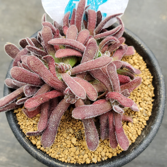 プベスケンス 多肉植物 クラッスラ その他インテリア雑貨 多肉の