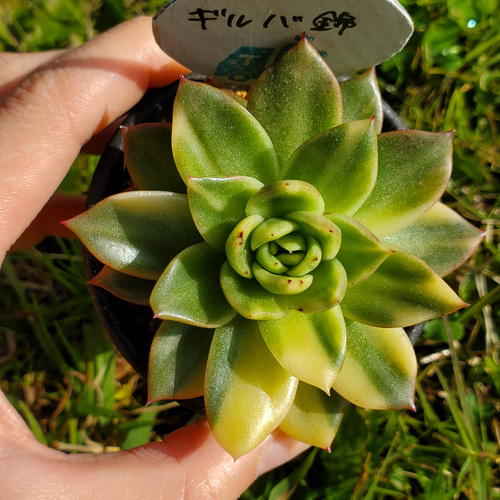 ギルバ錦 多肉植物 エケベリア その他インテリア雑貨 多肉の