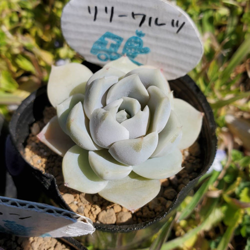 エケベリア 白肌美人系 お得なセット！ violeta ネイピン リリーワルツ 