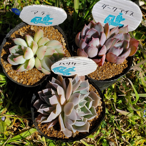 多肉植物　アラン　抜き苗　エケベリア 多肉植物アラン抜き苗エケベリア