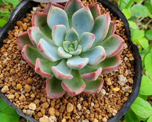 特価ブログのポータルサイト 育成キット ニバリス 専用ページ Onslow エケベリア 多肉植物 エケベリア・セダム