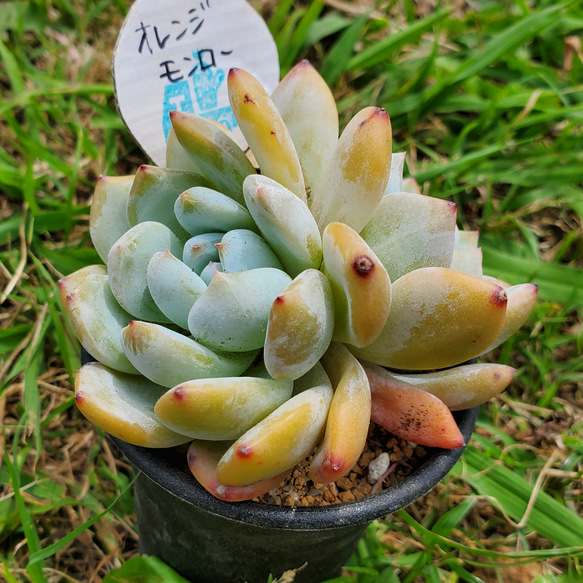 多肉植物オレンジモンロー