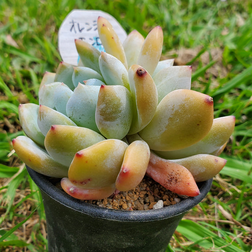 オレンジモンロー錦 抜き苗