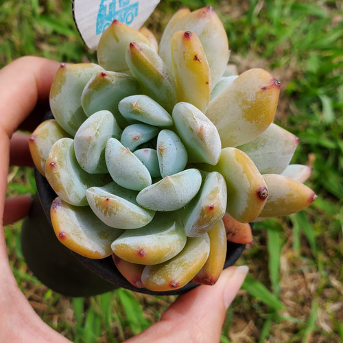 新入荷❣️オレンジモンロー❣️現品 エケベリア 寄せ植え 多肉弁当 多肉植物 ❣️オレンジモンロー❣️現品 エケベリア 寄せ植え 多肉弁当 多肉植物