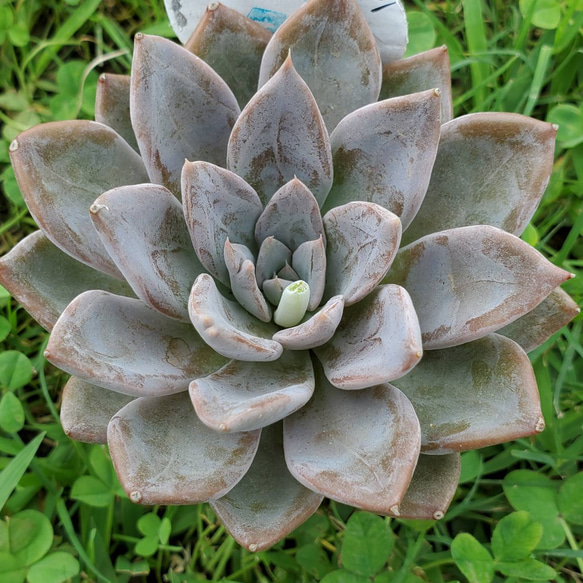 シルバークイーン BIGサイズ 多肉植物 エケベリア 1枚目の画像