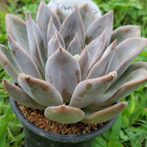 シルバークイーン BIGサイズ 多肉植物 エケベリア その他インテリア