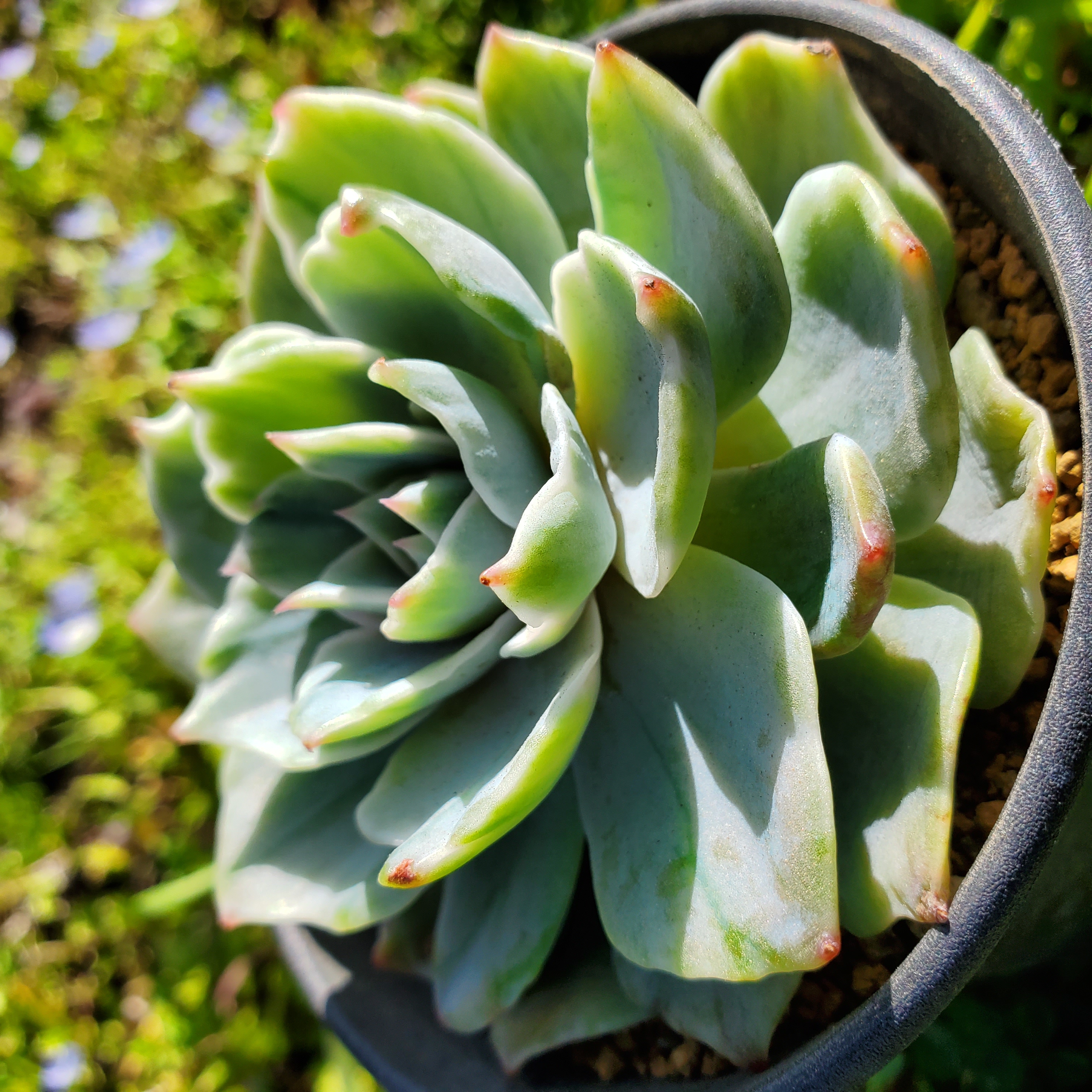 Echeveria 'Violet Queen'錦 多肉植物