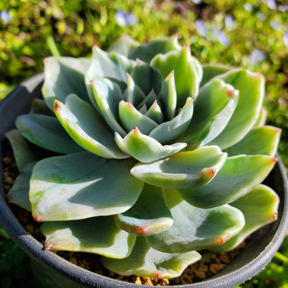 ヴィオラクイーン錦 多肉植物 エケベリア 観葉植物