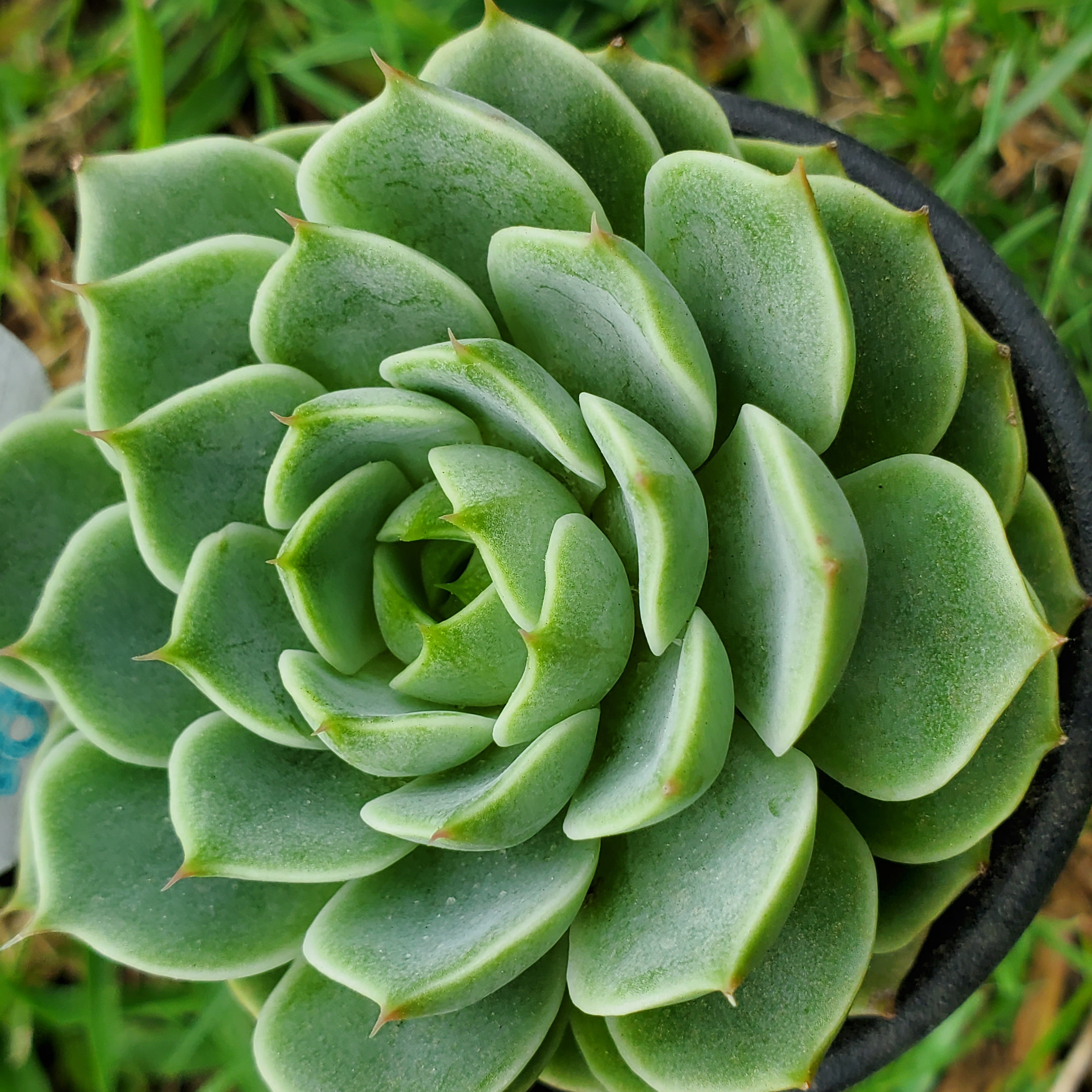 ベンバディス 多肉植物 エケベリア その他インテリア雑貨 多肉のたかだ