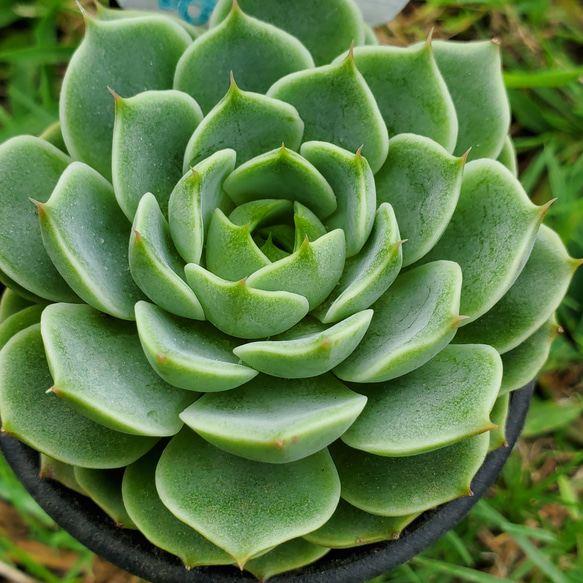 ベンバディス 多肉植物 エケベリア その他インテリア雑貨 多肉のたかだ