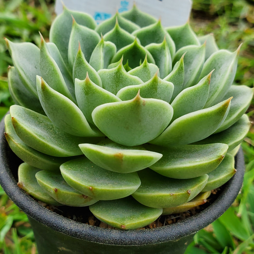 ベンバディス 多肉植物 エケベリア その他インテリア雑貨 多肉のたかだ