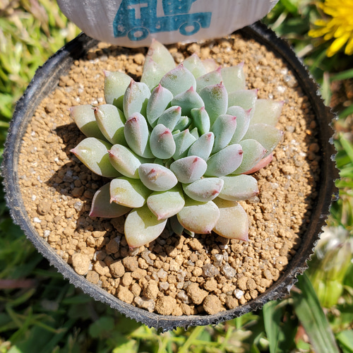 多肉植物 ブルーアップル ブルーアップル 多肉植物 エケベリア その他インテリア雑貨 多肉の