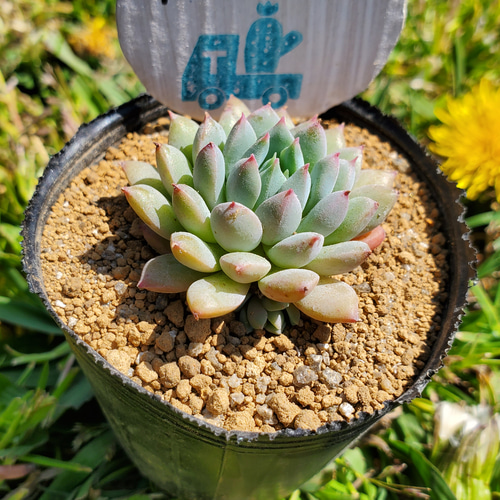 a9-2 エケベリア 30個 グリーンアップル Echeveria blue apple