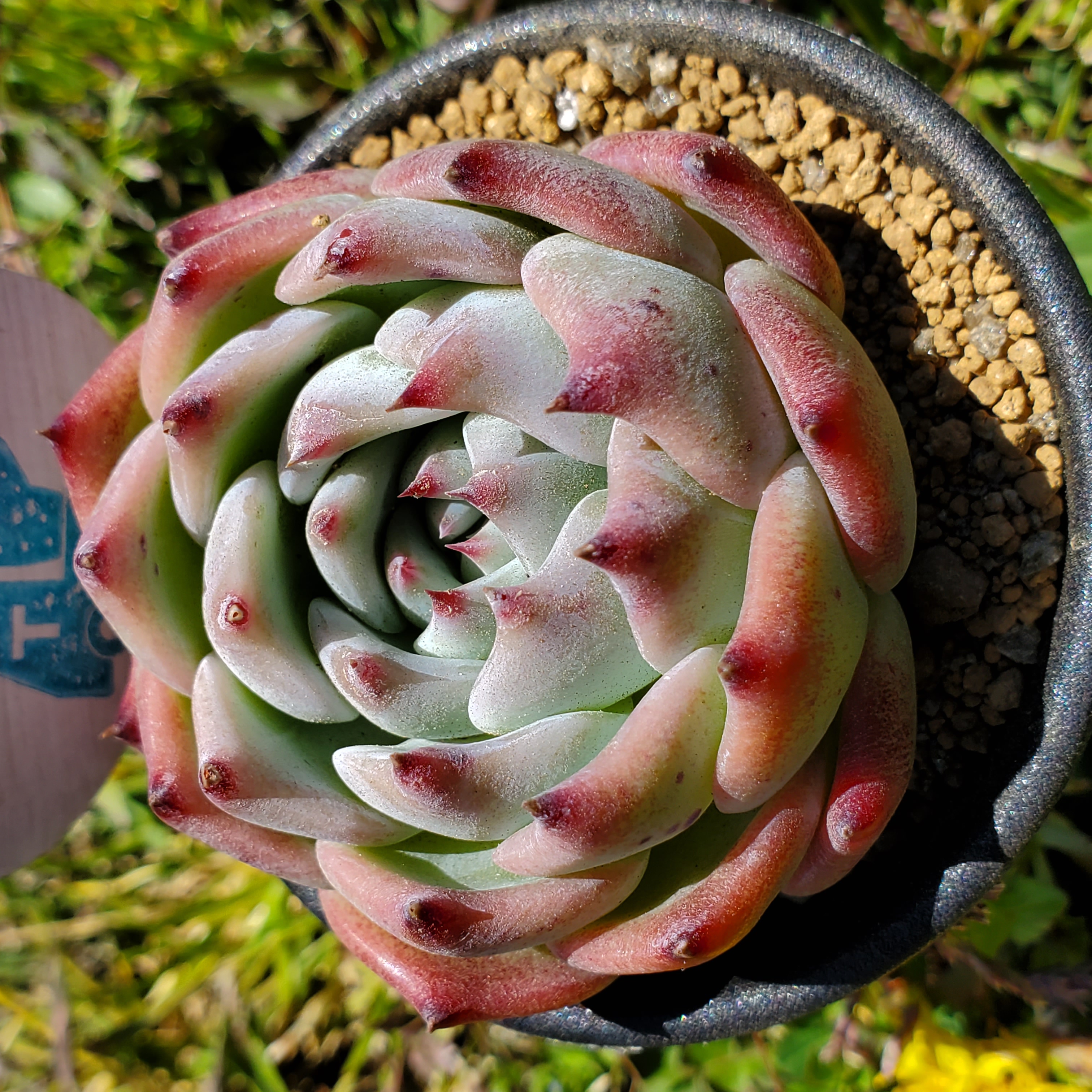 多肉植物 エケベリア shimoyamaコロラータ シモヤマコロラータ錦 斑入り