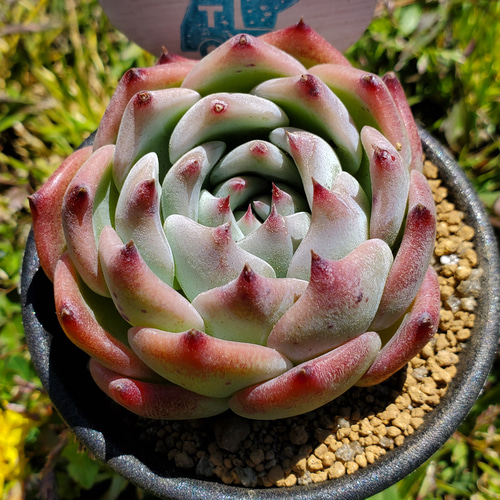 コロラータ C多肉植物エケベリア速達付き