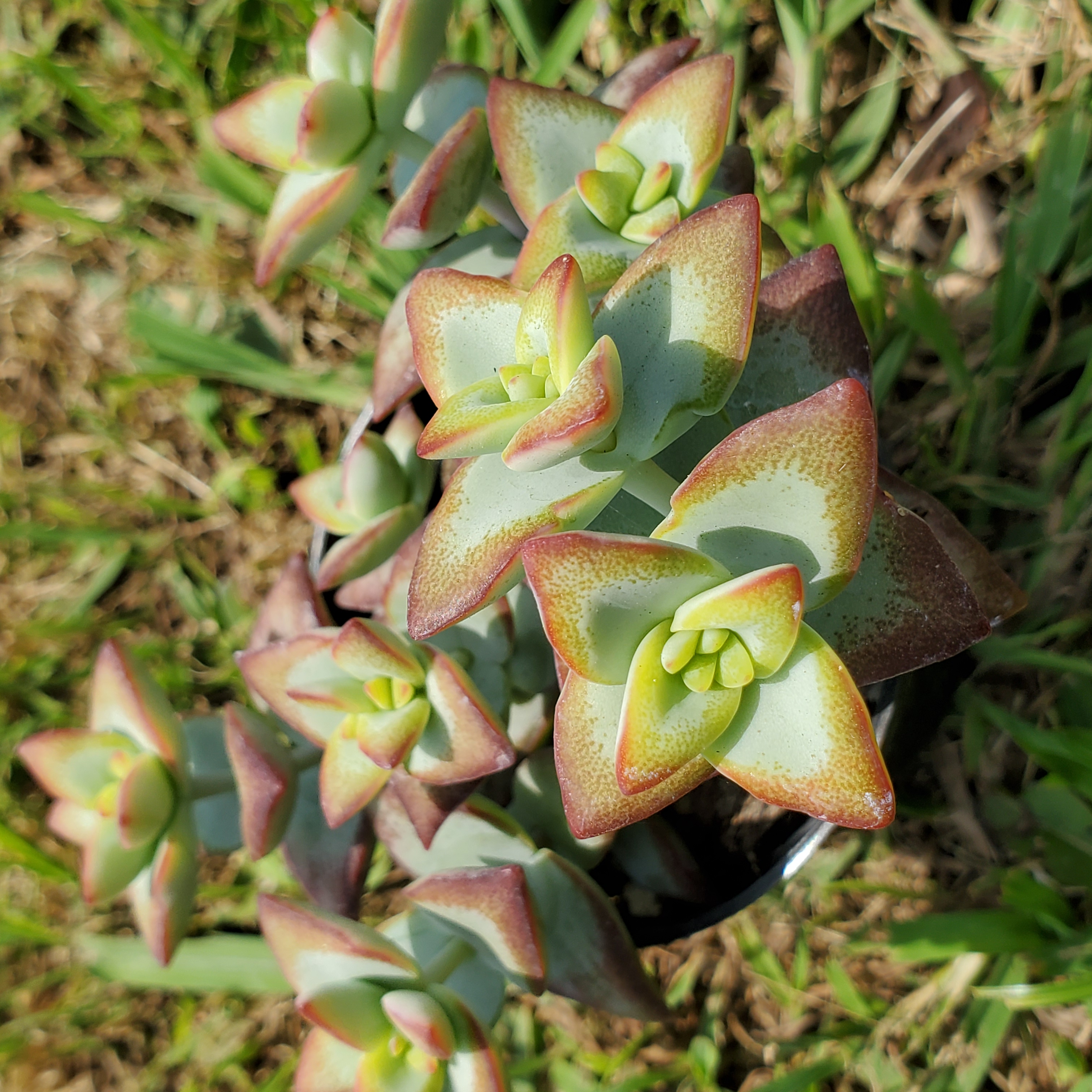 クラッスラ ルペストリス錦 多肉植物 大きめ 大量 育苗コンテナ