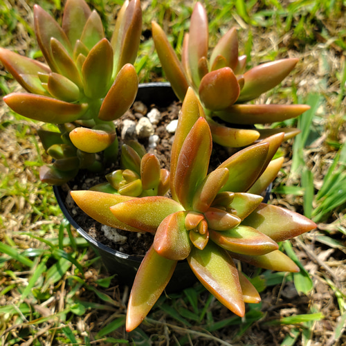 アドルフィーコッパー 多肉植物 セダム その他インテリア雑貨 多肉の 