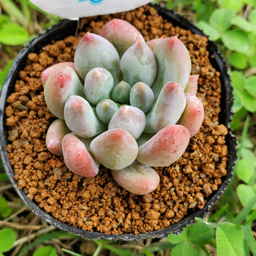 コロラータ×ベビーフィンガー 抜き苗 多肉植物 コロラータ×ベビーフィンガー 多肉植物 エケベリア その他インテリア