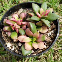 多肉植物　桜吹雪　アナカンプロセス　抜き苗 多肉植物 桜吹雪 アナカンプロセス 抜き苗 多肉植物 アナカンプセロス