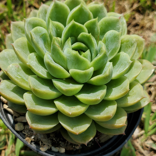 ライムアンドチリ(抜き苗) 多肉植物