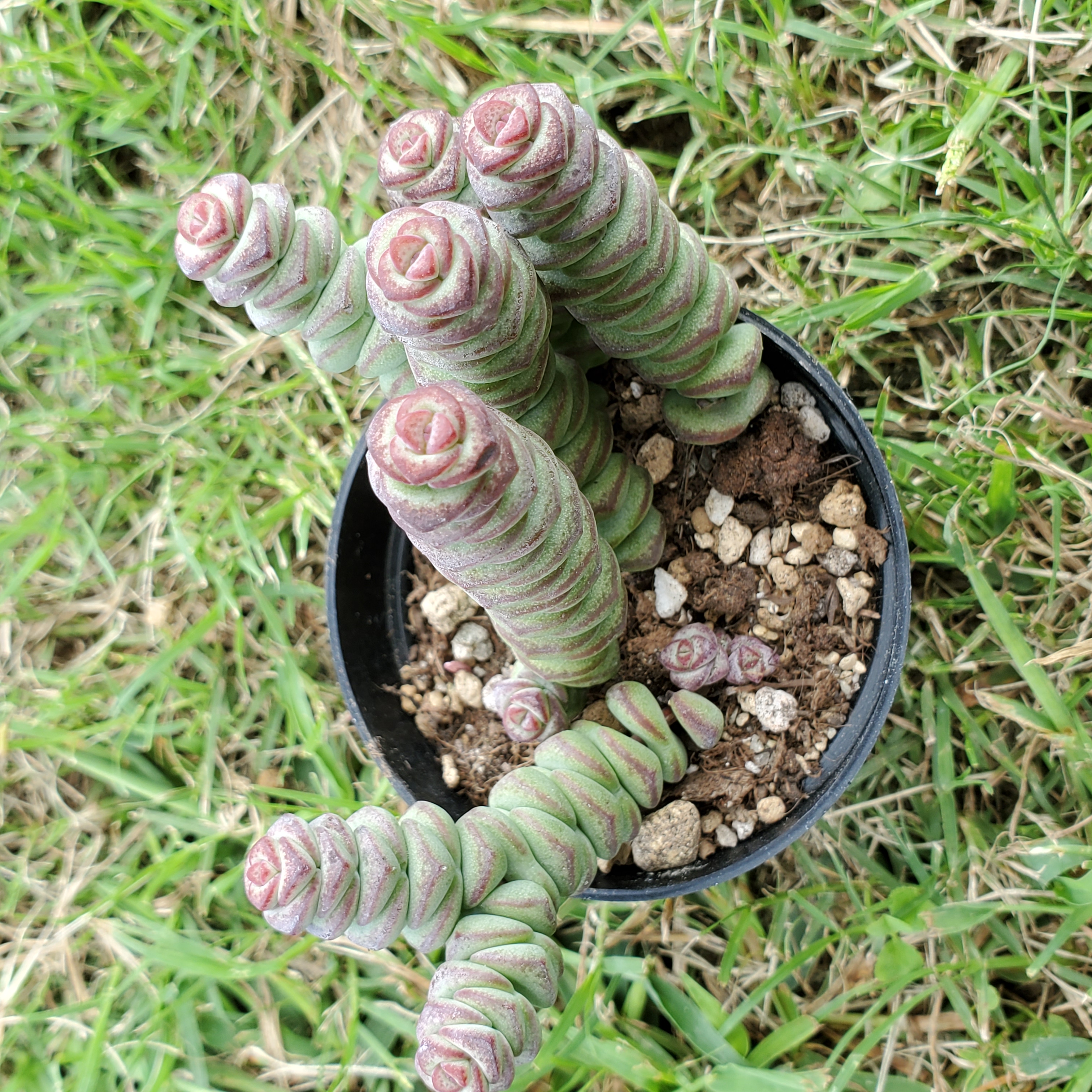 ベビーズネックレス　抜き苗A