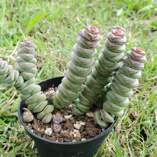 ベビーズネックレス　抜き苗A ベビーズネックレス 抜き苗A ベビーズネックレス 抜き苗3