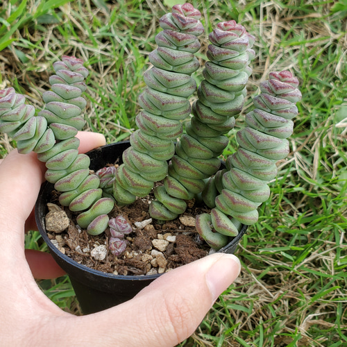 ベビーズネックレス 抜き苗A ベビーズネックレス成長記｜🍀GreenSnap