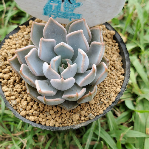 リラシナsp×ノバ 多肉植物 エケベリア その他インテリア雑貨 多肉の