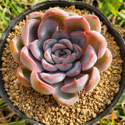 フィオナ 多肉植物 エケベリア その他インテリア雑貨 多肉のたかだ