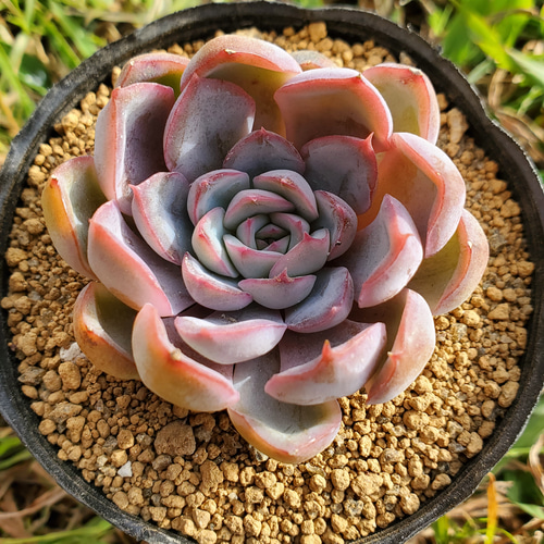 フィオナ 多肉植物 エケベリア その他インテリア雑貨 多肉のたかだ