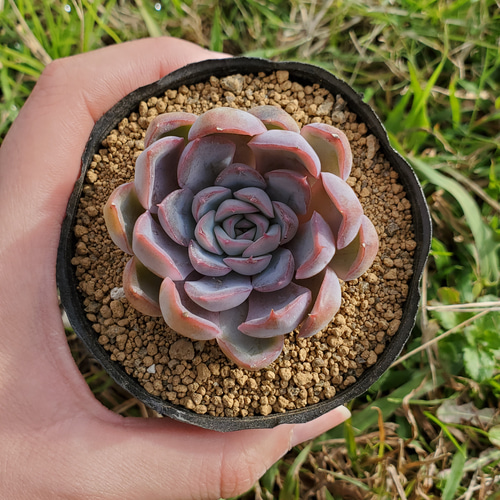 フィオナ錦ビッグサイズ多肉植物エケベリア