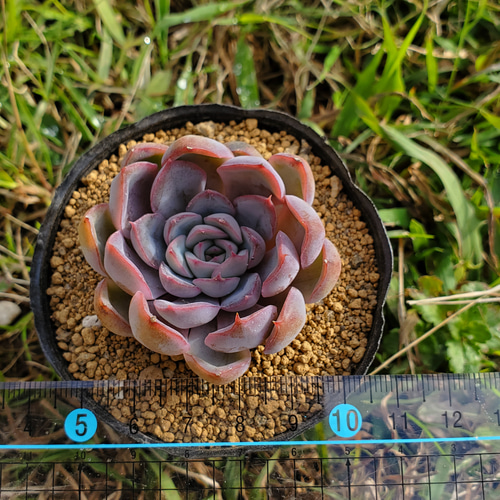 フィオナ 多肉植物 エケベリア その他インテリア雑貨 多肉のたかだ