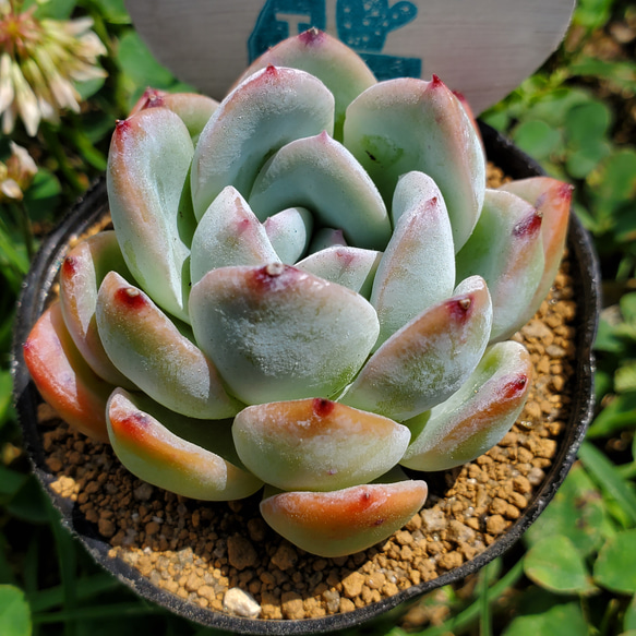 多肉植物 ゴーラム 抜き苗