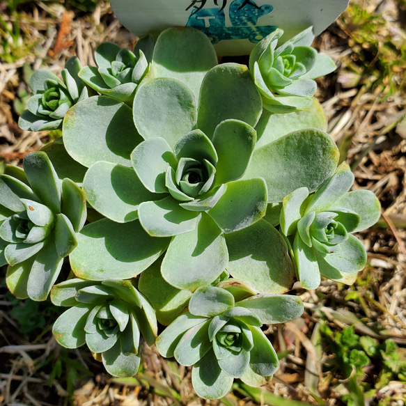 ドドランタリス 多肉植物 アエオニウム 1枚目の画像