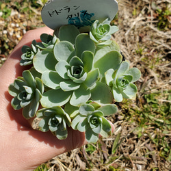 ドドランタリス 多肉植物 アエオニウム 3枚目の画像