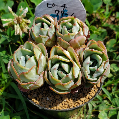 多肉植物ピーチスアンクリーム抜き苗