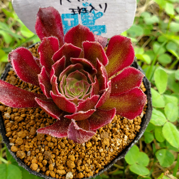 69#多肉植物アエオニウム❤️カシミヤバイオレットセッカ ❤️ 17cm拔き苗