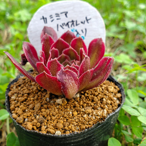 18#植物アエオニウム❤️カシミアバイオレット糸引き錦❤️1大頭7小頭