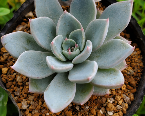 マウンテンルル 多肉植物 その他インテリア雑貨 多肉のたかだ 通販