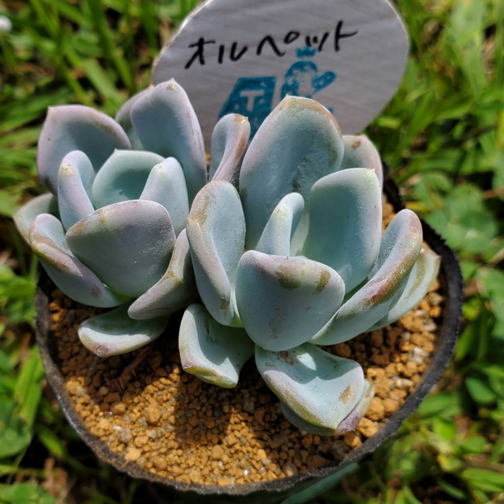 速達】多肉植物 39 シムランス錦 最上級斑入り 未発根 【公式通販】