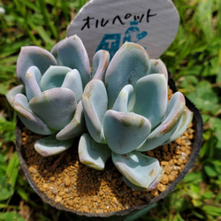 オルペット 多肉植物 エケベリア その他インテリア雑貨 多肉のたかだ