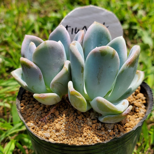 オルペット 多肉植物 エケベリア その他インテリア雑貨 多肉のたかだ