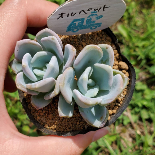 オルペット 多肉植物 エケベリア その他インテリア雑貨 多肉のたかだ