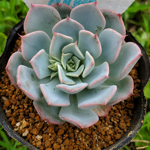 リエ様　多肉植物棚　DQ-OS30 リエ様 多肉植物棚 DQ-OS30 Amazon.co.jp: ESOYAWE 多肉植物